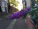 Fotovergelijking voor iPhone 6S/6S Plus review - foto 4 - iPhone 6 Plus