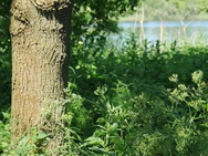 Canon EOS M3 - flora en fauna