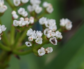 Cameratest preview OPPO Find X9 Ultra - Macrofoto's