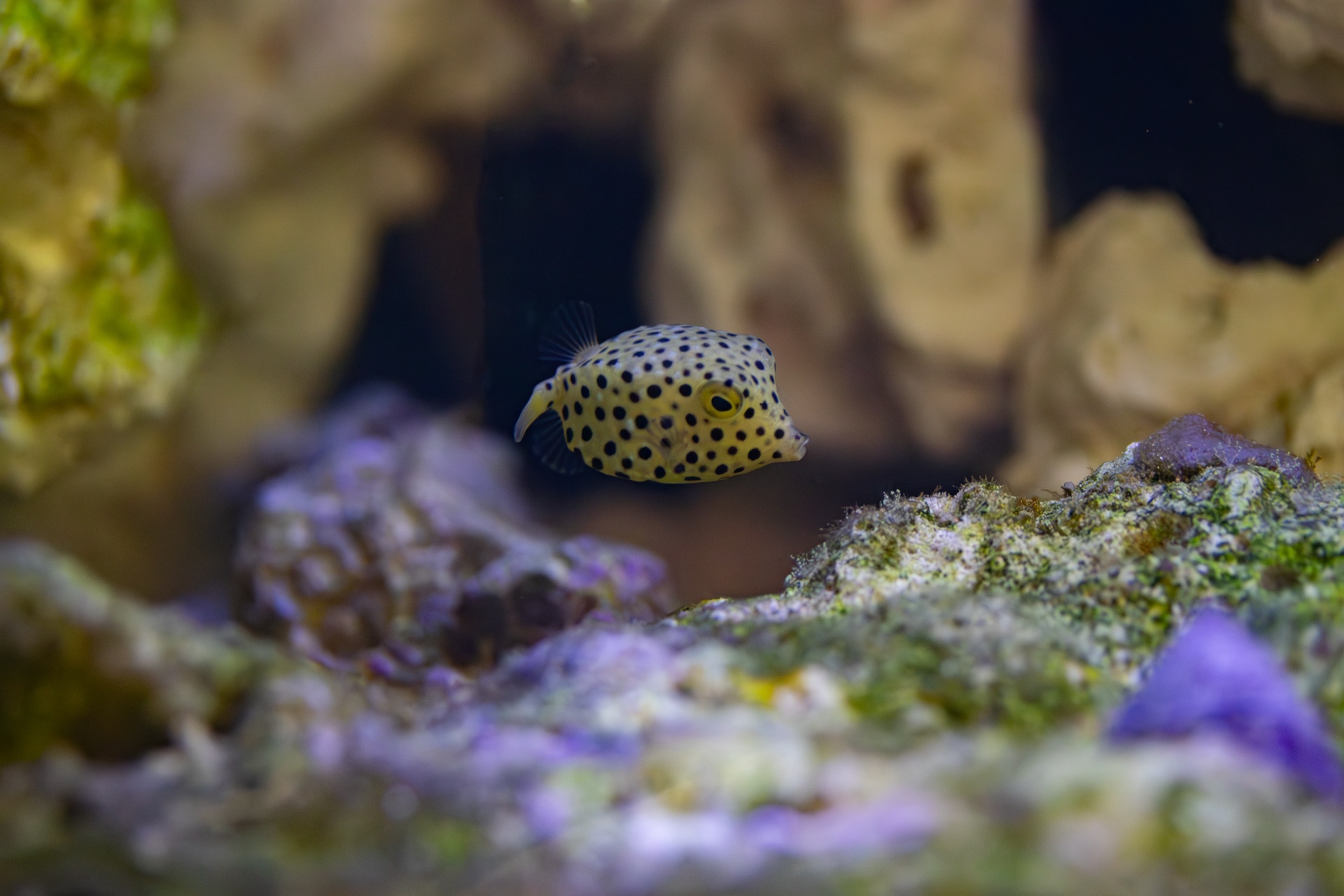 Afbeeldingen Vinnen PNG met Transparante Achtergrond Gratis Downloaden |  Pngtree, image size:1920x1280