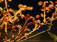 Cameratest Xiaomi 17 Ultra - Telecamera