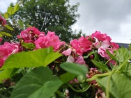 Foto gemaakt met Huawei P20 voor review Huawei P20