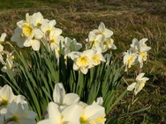 Xiaomi 17 Cameratest - Telecamera