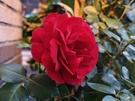 OPPO Find X9 Ultra cameravergelijking - Telecamera (weinig licht)