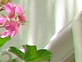 Canon  Powershot SX210 iso 80 crop