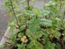 Smartphone cameratest eind 2021 - Macrofotografie