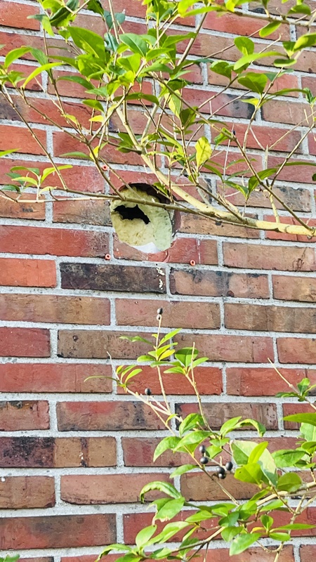 Afbeeldingslocatie: https://tweakers.net/i/gl4fEUNy2bLNdepm2bUKbLL9Rgg=/x800/filters:strip_icc():strip_exif()/f/image/9ehCMsLKy1btmMOqkoVjestE.jpg?f=fotoalbum_large