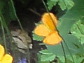Sony Cybershot HX5V iso 200 crop