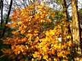 Nikon P6000 sample