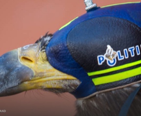 Politie zeearenden
