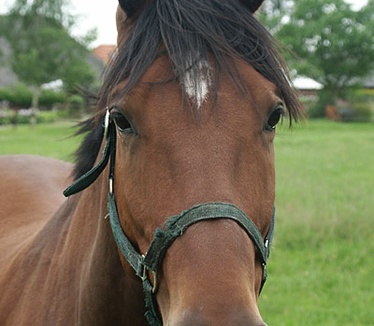 Dimage 7i review: foto paard buren