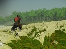 Ghost of Tsushima Director's Cut PC