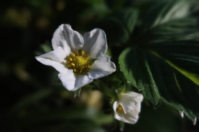 Macro- en portretvergelijking