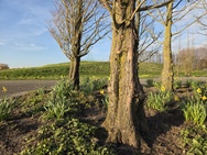 Xiaomi 17 Cameratest - Primair (overdag)