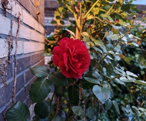 OPPO Find X9 Ultra cameravergelijking - Hoofdcamera (weinig licht)