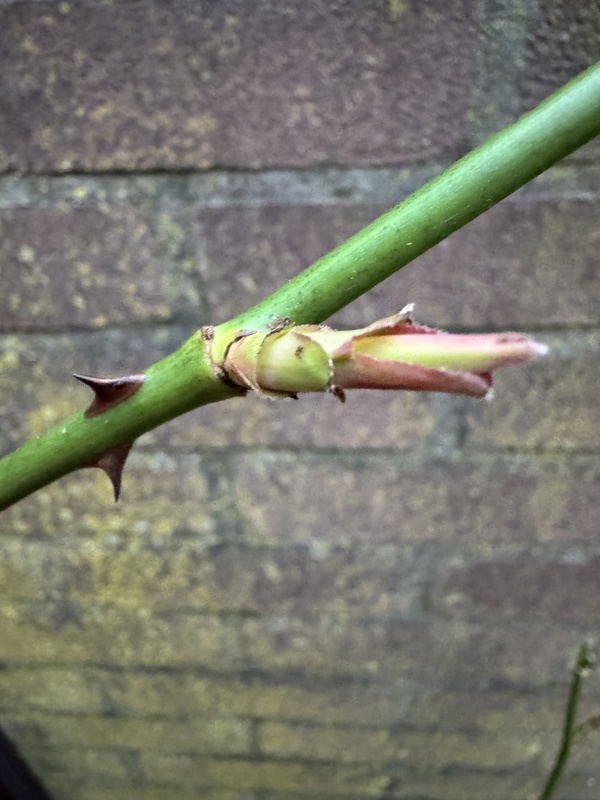 Afbeeldingslocatie: https://tweakers.net/i/iCTZy6E767Y-zW16_2-OI3_WA5s=/x800/filters:strip_icc():strip_exif()/f/image/7YoQ5h6MRW526yP1LqhUvfgD.jpg?f=fotoalbum_large