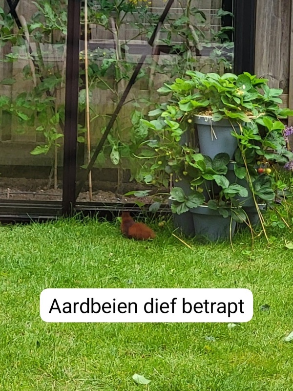 Afbeeldingslocatie: https://tweakers.net/i/iMozCFi_0gIdsZw9EM9lNmEulu0=/x800/filters:strip_icc():strip_exif()/f/image/7h7bispKDCnMvrWbTYPsAeJ3.jpg?f=fotoalbum_large