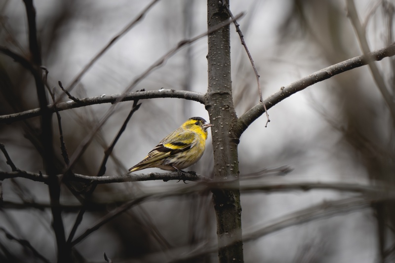 Afbeeldingslocatie: https://tweakers.net/i/ilibk_wGvd_9VArQfBtDtEZTGoA=/800x/filters:strip_icc():strip_exif()/f/image/yL0dUxQyfhzrNq00tf2ofxxK.jpg?f=fotoalbum_large