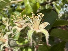 Macro- en portretvergelijking