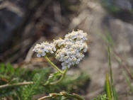 Sony Xperia 1 VIII cameratest - Macro