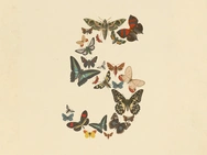 Anthropic Claude Fable 5