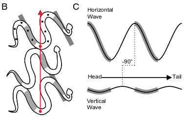 Slangbewegingen, Pnas www.pnas.org/cgi/doi/10.1073/pnas.1418965112