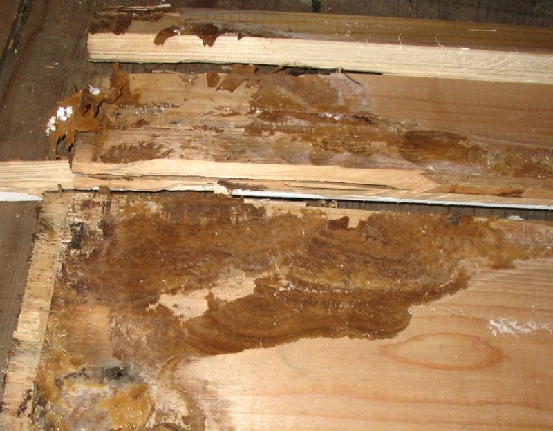 Afbeeldingslocatie: https://tweakers.net/i/kRil-p0fsMfUJGuoVxsi1cB2Vho=/800x/filters:strip_icc():strip_exif()/f/image/PtphG1eQZz5EAiOvHwNUKwKR.jpg?f=fotoalbum_large