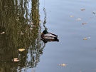 Pixel 4 camerasamples zoom