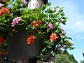 Panasonic DMC-TZ10 iso 100
