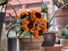 Fotosample kleurweergave en contrast 02 compactcamera vs. smartphones