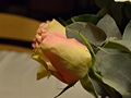 Nikon D7000 samples