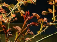 Cameratest Xiaomi 17 Ultra - Telecamera