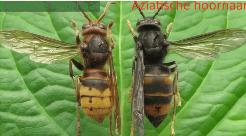 Afbeeldingslocatie: https://tweakers.net/i/mLh6sQSLeZVtIkSLFibWNF_isTs=/800x/filters:strip_exif()/f/image/ExM2T3cIpwQsd2i2L3ihFvhy.png?f=fotoalbum_large