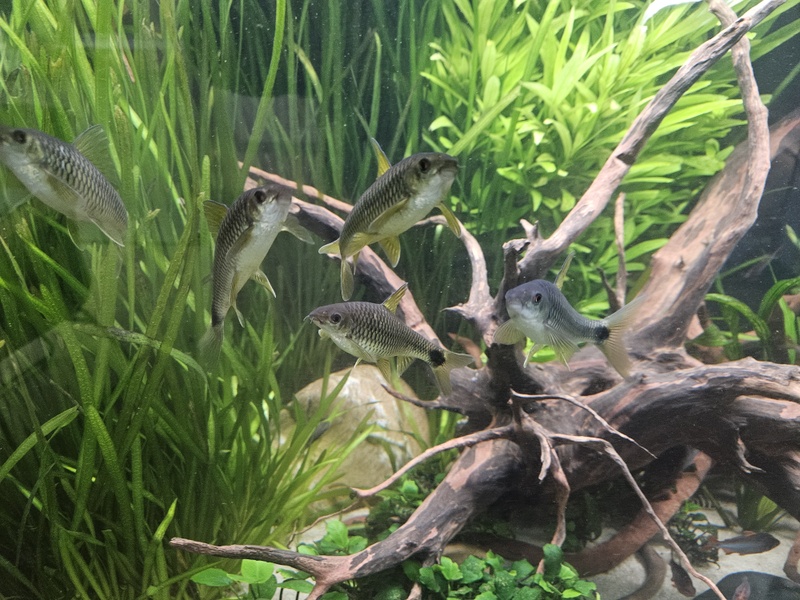 Afbeeldingslocatie: https://tweakers.net/i/mN7S4By-yZVwn_PEmNkPGSyiOS8=/800x/filters:strip_icc():strip_exif()/f/image/9y8fynNZ4eLSG5tWqFt12PBP.jpg?f=fotoalbum_large