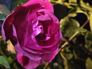 OnePlus 15 cameratest - Verder zoomen