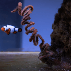 Afbeeldingslocatie: https://tweakers.net/i/mdnDRfxEOwNH-62aDgoor49jz8k=/232x232/filters:strip_exif()/f/image/BAuuqOHtxuAwlHcDedoqTS00.png?f=fotoalbum_tile