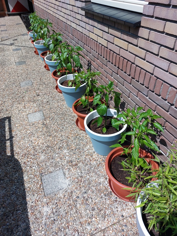 Afbeeldingslocatie: https://tweakers.net/i/meCzZHd3ny2K209jAgCW95g5yy8=/x800/filters:strip_icc():strip_exif()/f/image/17LhSuM64MXUmni7022ZKoQr.jpg?f=fotoalbum_large