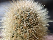 OnePlus 15 cameratest - Macro