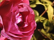 OnePlus 15 cameratest - Verder zoomen