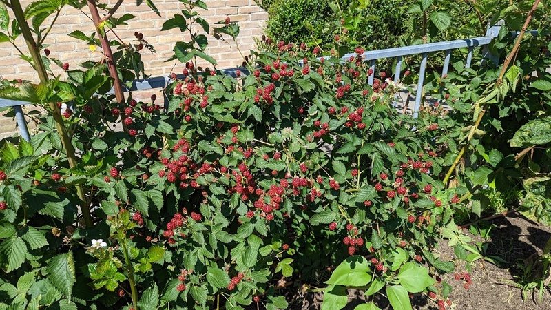 Afbeeldingslocatie: https://tweakers.net/i/n0m_kG0Mj02421X2Xx6E5-DT_r0=/800x/filters:strip_icc():strip_exif()/f/image/Y6ClJxge0lhjLYTZmyRl3VFz.jpg?f=fotoalbum_large