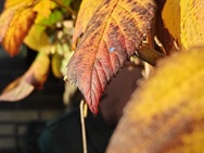 OnePlus 15 cameratest - Telecamera