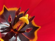 Phone 4a Pro cameratest - Macro V2