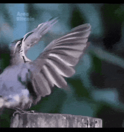 Afbeeldingslocatie: https://tweakers.net/i/nRRPRWS3rNH8BrxiKGAFQ9WHv5M=/fit-in/4000x4000/filters:no_upscale():gifsicle():strip_exif()/f/image/g4fNDWTdn7mtleUMTYrEPuu1.gif?f=user_large