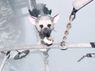 The Last Guardian