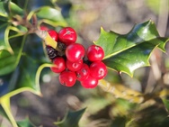 Cameratest Xiaomi 17 Ultra - Macro