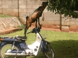 Afbeeldingslocatie: https://tweakers.net/i/nydIXsIdbxFZfl61Oe5NR8kWYgc=/full-fit-in/4000x4000/filters:no_upscale():fill(white):strip_exif()/f/image/zE47M1FE7gKLL2lbmQe1Xp5R.png?f=user_large