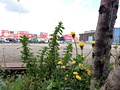 Foto gemaakt met iPhone 5 voor review Xperia T