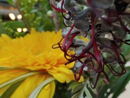 OnePlus 11 Cameratest - Macrofoto's