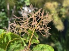 Xiaomi 17T-serie cameratest - Macro