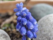 Phone 4a Pro cameratest - Macro V2